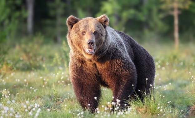 На территорию парка в Верхошижемье зашёл медведь