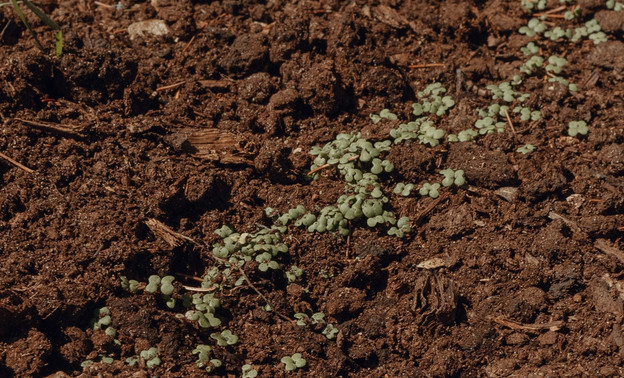 Как определить состояние почвы по траве, растущей в огороде?