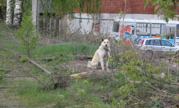 У домашней собаки в Кирове обнаружили бешенство