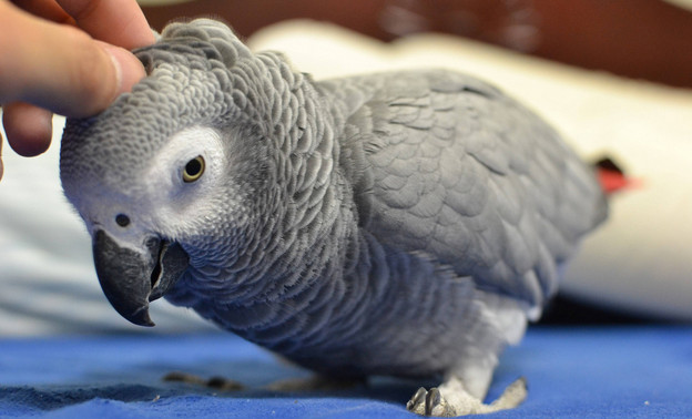 Покупка «попугая» обошлась жителю Слободского района в 125 тысяч рублей