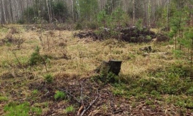 В Белохолуницком районе ранее судимый мужчина незаконно вырубил более 800 деревьев