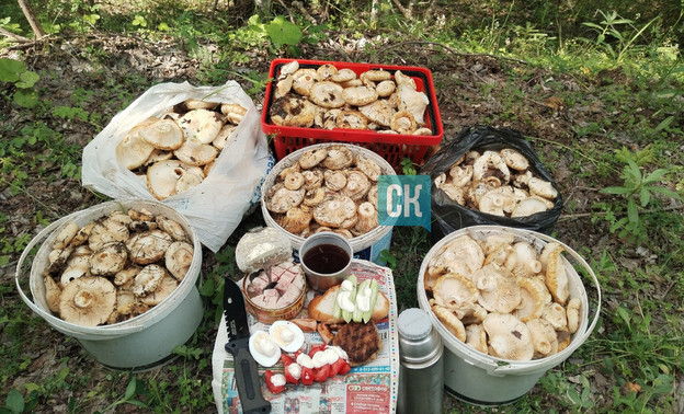 Кировский грибник продолжает удивлять своими результатами