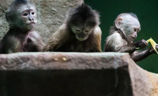 Что за вирус обезьяний герпес и чем он опасен?