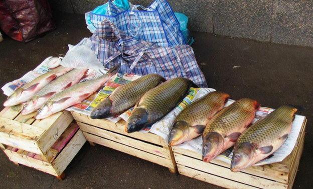 В Котельниче изъяли партию опасной речной рыбы
