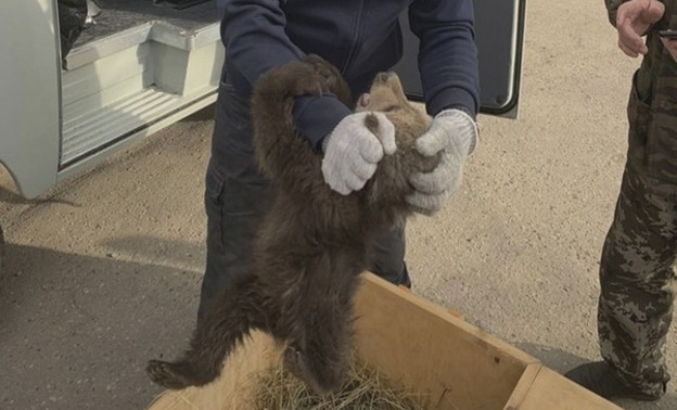 Ещё одного медвежонка спасли в Кировской области