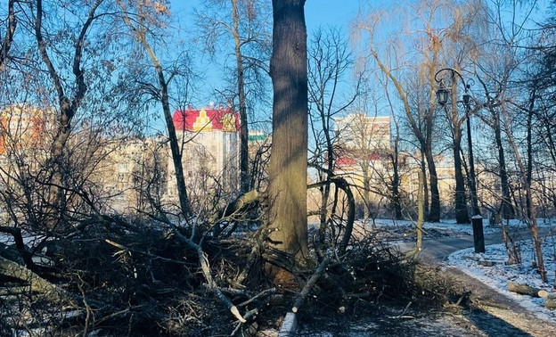 В Александровском саду из-за установки бордюров вырубили с десяток деревьев