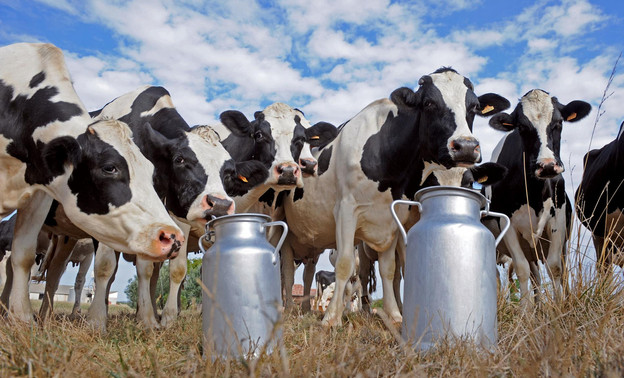 Кировская область показала лучшие результаты по производству молока в России в 2015 году