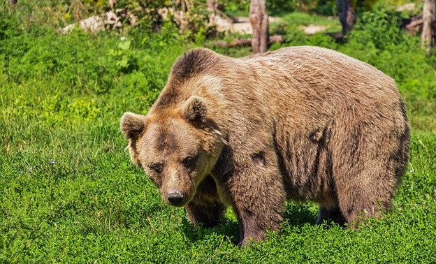 В Кировской области открыли сезон охоты на медведя