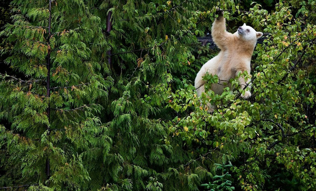 В Суне скрипучее дерево пугало местных жителей звуками медведя