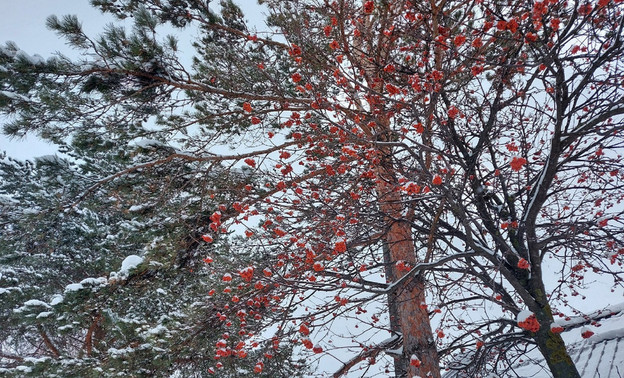 Погода в Кирове 11 февраля: тепло, юго-восточный ветер и небольшой снег