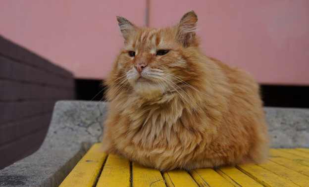 В Октябрьском районе Кирова пройдет выездная вакцинация животных