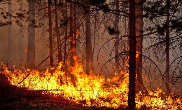 В Советском районе из-за лесного пожара возбудили уголовное дело