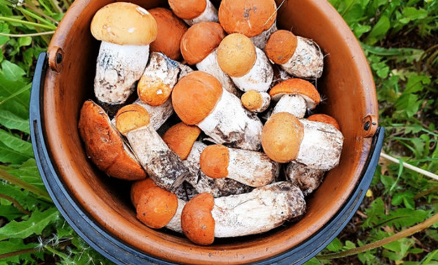 В Кировской области появились первые красноголовики