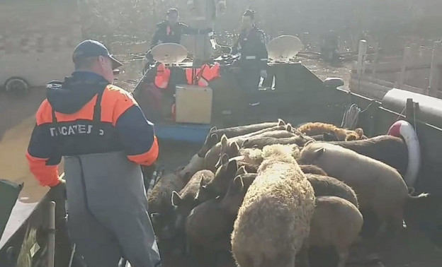 Сотрудники МЧС Кировской области спасли животных оренбургского фермера
