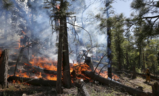 Летом 2018 года в Кировской области сгорело 12 гектаров леса