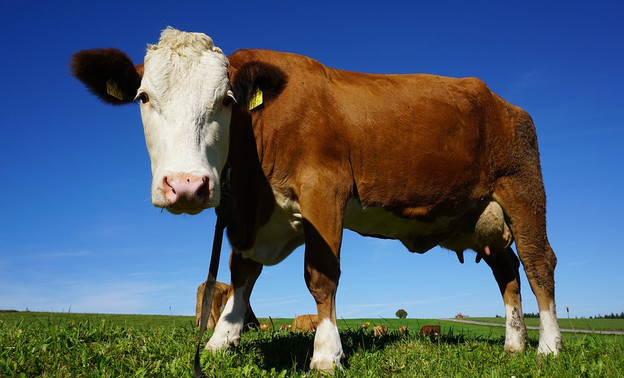 В Кировской области за последние 10 лет поголовье крупного рогатого скота сократилось на 40%