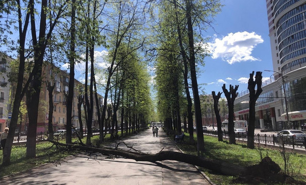 На Октябрьском проспекте из-за сильного ветра упали деревья