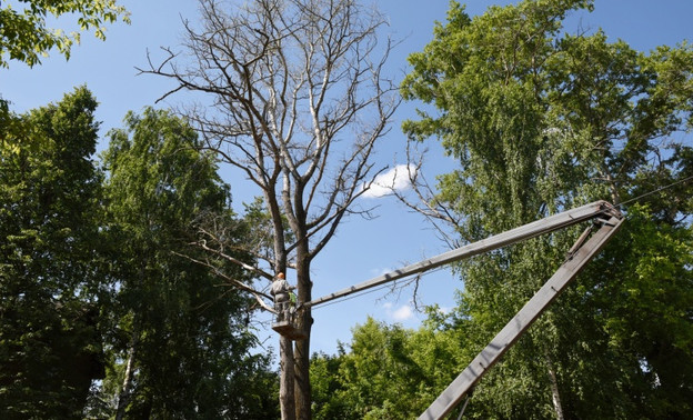 В Кирове под топор отправят 2400 деревьев