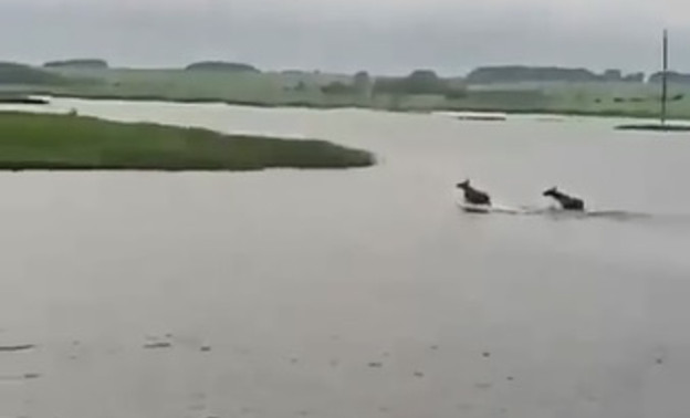 Житель Кировской области запечатлел на видео, как два лося переплывают водоём