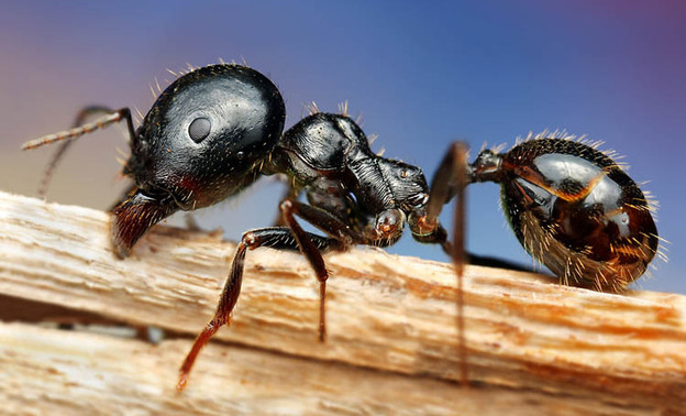 «Зажигательные» муравьи: в Великобритании борются с насекомыми-поджигателями