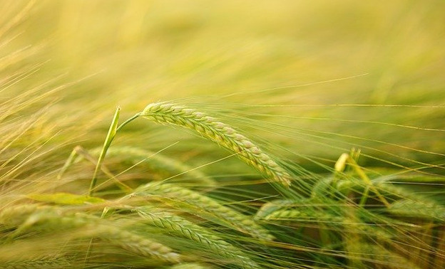 Производители удобрений в 2022 году обеспечат увеличенную потребность российских аграриев в 5 миллионов тонн