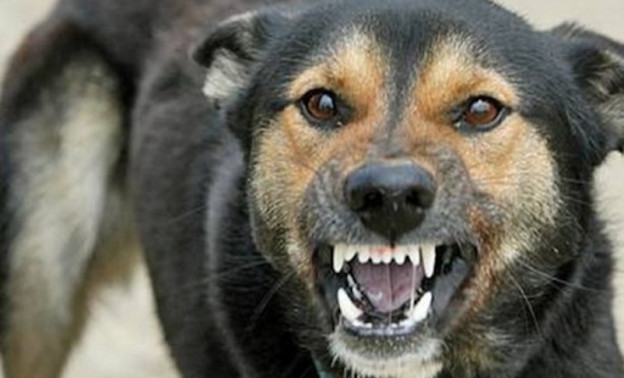 В Кирово-Чепецком районе нашли бешенство у собаки