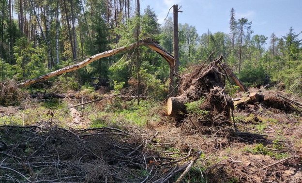 Жителя Зуевского района отправили в тюрьму за незаконную рубку леса
