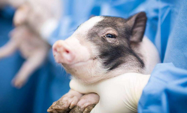 Учёные попытались оживить свиней с помощью новой разработки