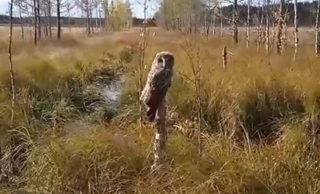 Житель Верхнекамского района заметил сову, которая неделю сидит на одном и том же дереве