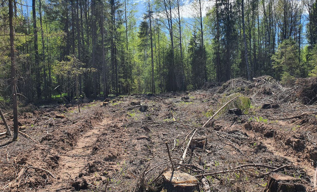 Житель Нолинского района возместил 500 тысяч рублей за незаконную рубку леса