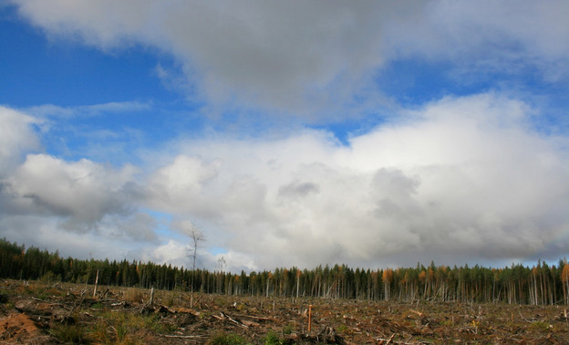 В Кирсинском и Котельничском лесничествах горят леса
