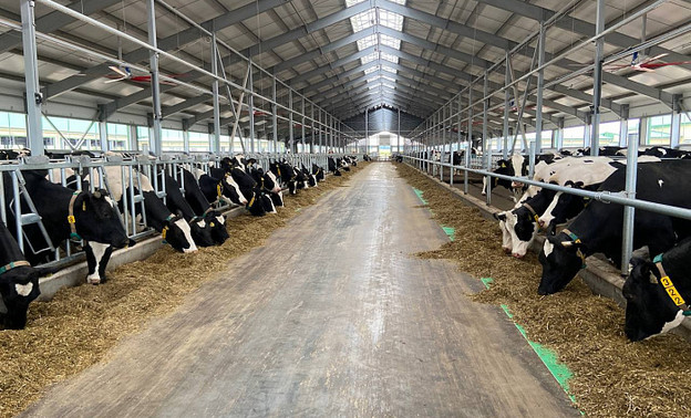 В Кировской области могут создать четыре молочные фермы