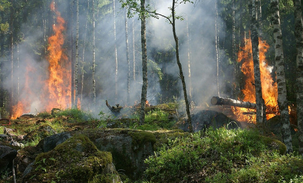 В лесах Кировской области объявили пожарную опасность пятого класса