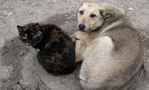 Кировчан просят помочь бездомным животным