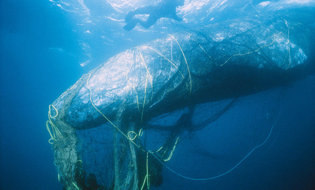 Американские учёные нашли пластик в организме китов