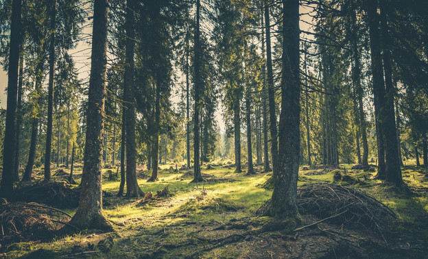 Международная компания оценила российские леса в 4 триллиона долларов