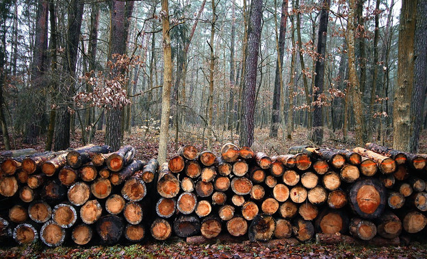 В Кировской области на депутата, скрывшего незаконную рубку леса, завели уголовное дело