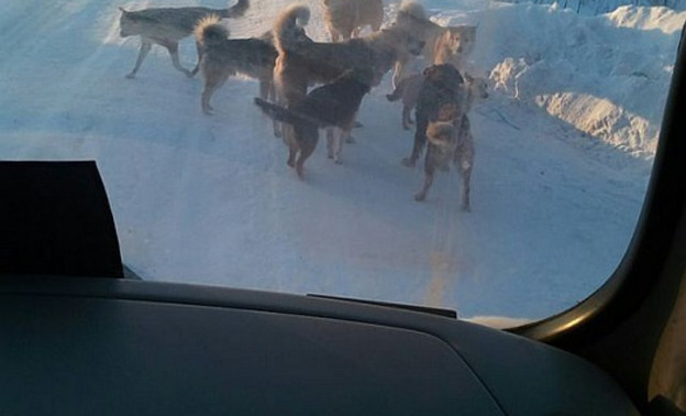 Своры бродячих собак вновь держат в страхе жителей Омутнинска