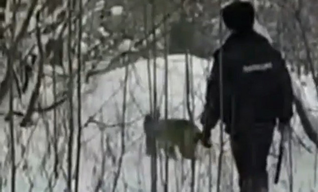 В Кирове спустя неделю отловили рысь, которая гуляла по городу