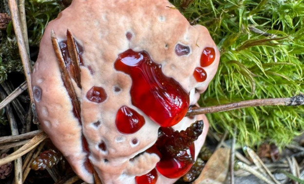 В Кировской области в лесу нашли диковинный гриб