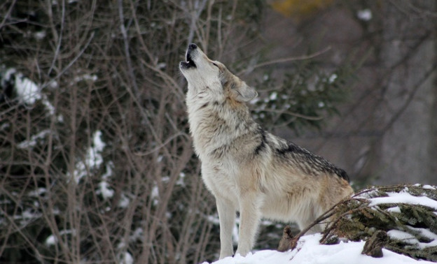 В Кировской области в январе добыли 25 волков