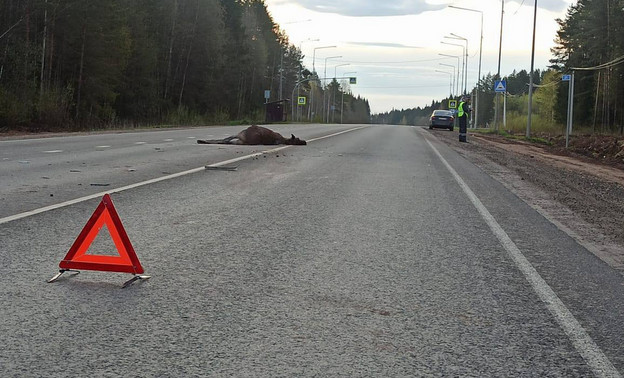 В Кирово-Чепецком районе иномарка насмерть сбила лося