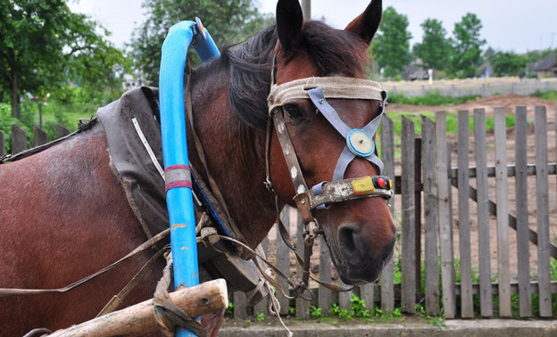 В Кировскую область приедут мурманские путешественники на лошадях