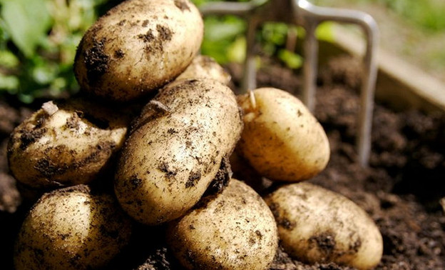 В Кировской области прилично подорожал картофель