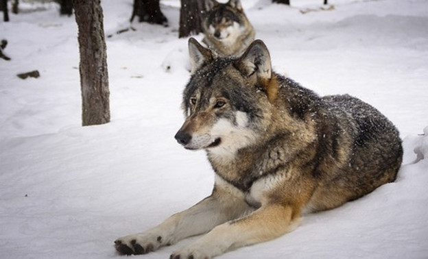 126 волков добыли с начала года в Кировской области