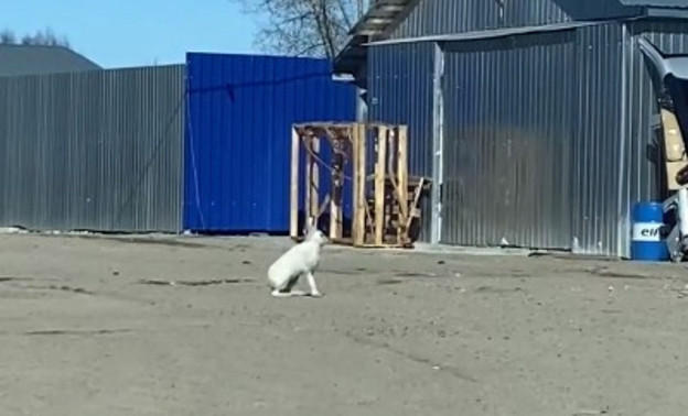 В Кирове заметили зайца
