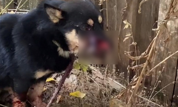 В Унинском районе подросток изувечил собаку газонокосилкой