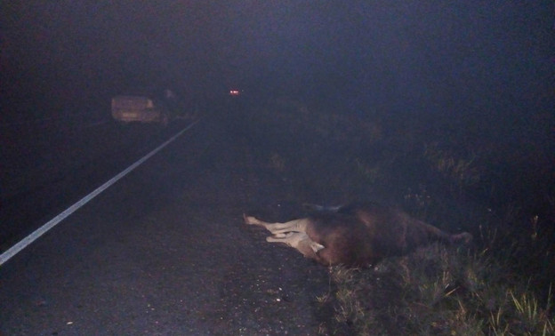 На трассе в Слободском районе водитель «Шевроле» сбил лося