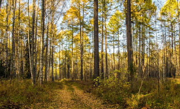 Ушёл за черникой и не вернулся: кировские полицейские разыскали заблудившегося в лесу мужчину