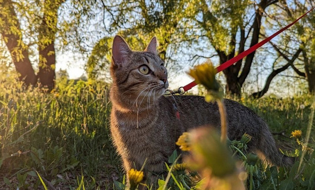 Японские учёные создали вакцину, которая продлит жизнь кошек до 30 лет